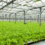 lettuce_growing_in_a_green_house